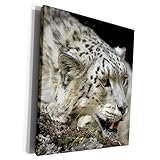 3dRose Danita Delimont - Leopards - Snow Leopard, snarling, Montana - US27 JMC0013 - Joe and Mary...