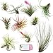 10 airplants