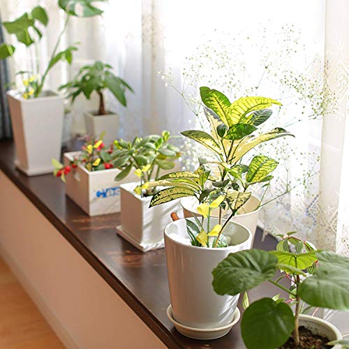 Garsum Sticky Houseplant Traps Sticky Trap Yellow Sticky Bug Traps For Indoor/Outdoor Use #TOP6