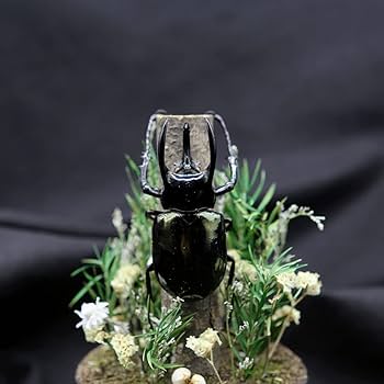 Amazon.co.jp: 本物のカブトムシ標本マイクロランドスケープ
