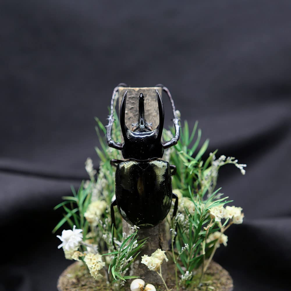 Amazon.co.jp: 本物のカブトムシ標本マイクロランドスケープ
