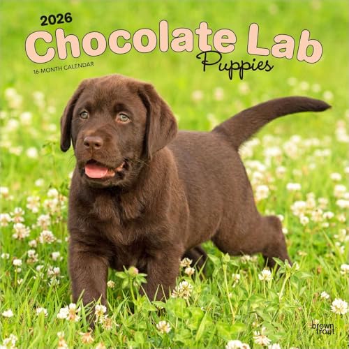 Chocolate Labrador Retriever Puppies | 2026 12 x 24 Inch (Hanging) Monthly Square Wall Calendar | Plastic-Free | BrownTrout | Animals Dog Breeds Puppy - image 1