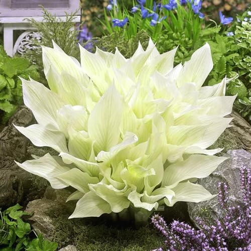 semi di hosta resistente - decorazione soggiorno vecchie varietà esterni tappezzante 800pcs