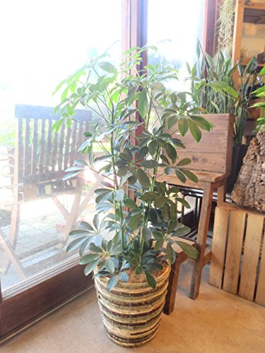Amazon｜シェフレラ ホンコンカポック 7号鉢サイズ 鉢植え｜観葉植物
