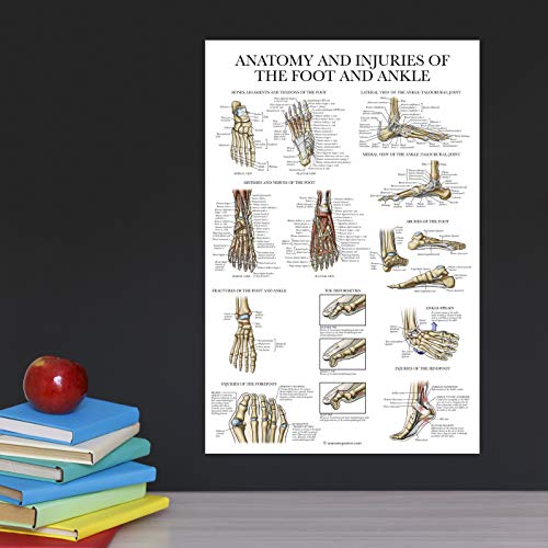 image for Palace Learning Laminated Anatomy and Injuries of the Foot and Ankle P