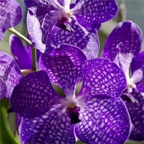 Cymbidium,Winterhart,Seltene,Cymbidium mehrjährig,Cymbidium...