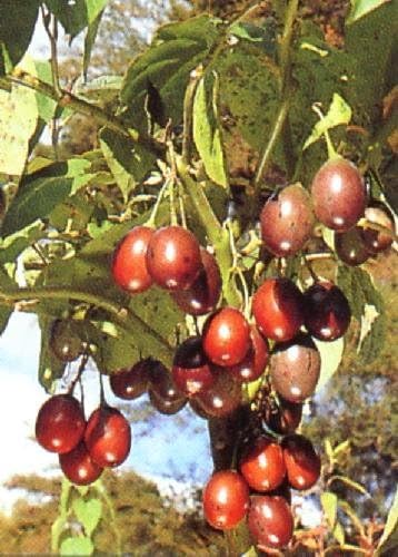 Heirloom Tropical Tomato Tree Tamarillo Seeds for Terrace Gardening-[200 Seeds]-image-2