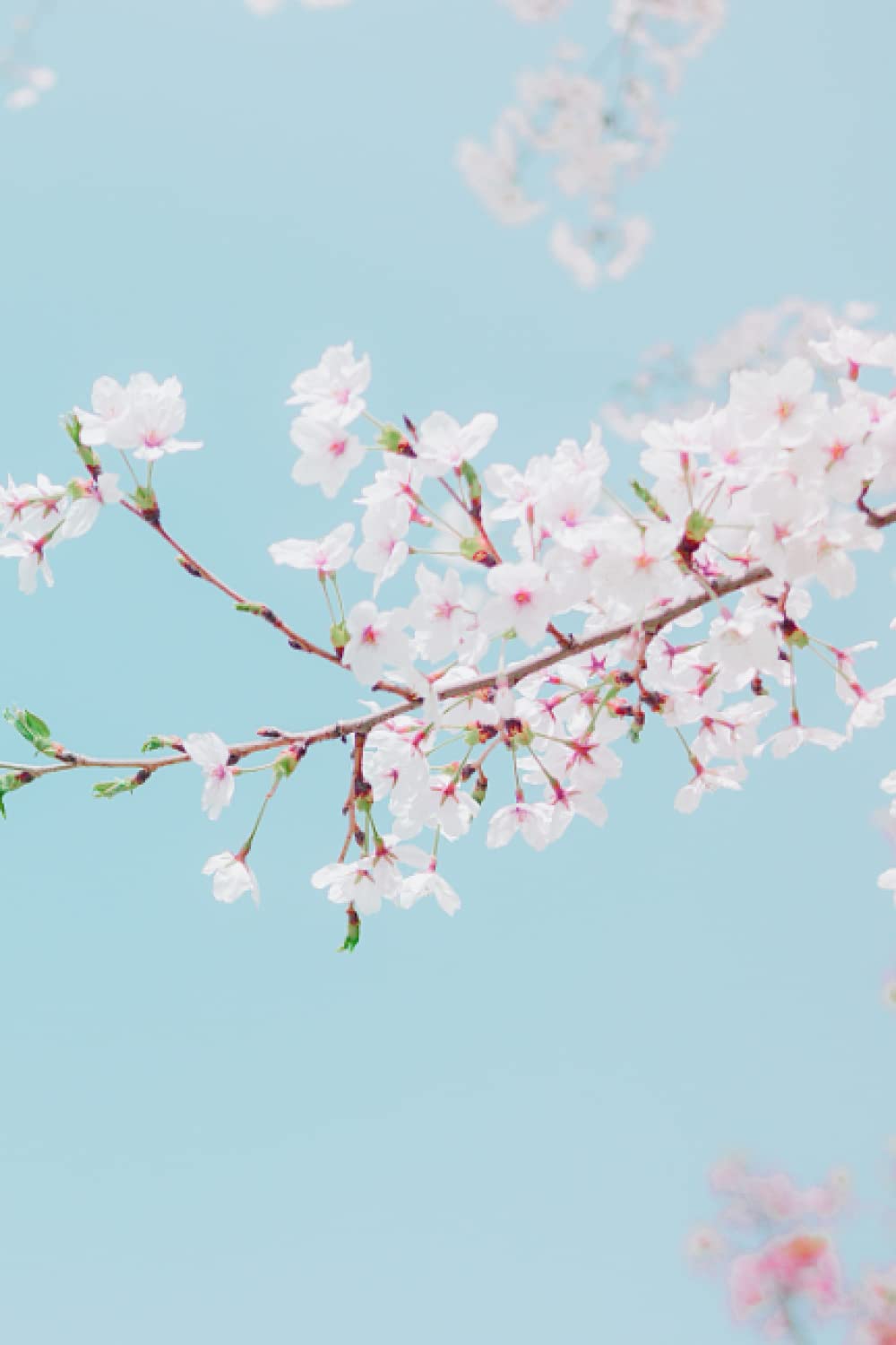 Cherry Blossom Notepad: 6x9 120 lined Notepad