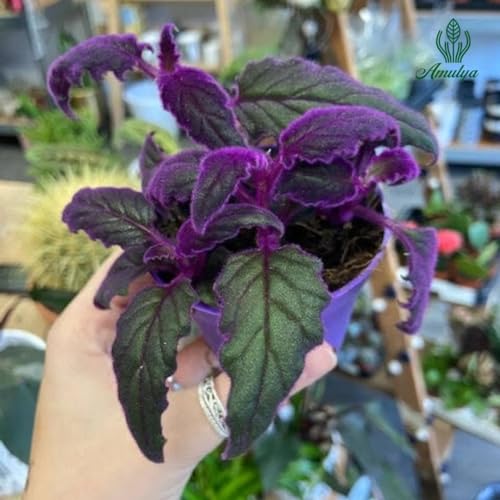 Image of Amulya FARMS & NURSERY Air Purifying Alternanthera Pink or Party Time Indoor Live Plant for Living Room, Home, Office & Desk Decor | Velvet Leaf | Small Size - Black Pot Included (Philodendron Velvet)