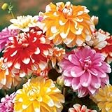 Dalias bulbos,dalias planta natural,bulbos de flores exterior dalias,bulbos de doble floración,herbáceas perennes,bulbos de dalias gigantes,plantas de interior al aire libre.-5bulbos-E