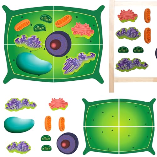 Leitee 18 Pcs Magnetic Plant Cell Model Kits Giant Teaching Resources Early Biology Cell Anatomy Model Life Science Teaching Aid for Whiteboard Learning Tools Educational Classroom Activities