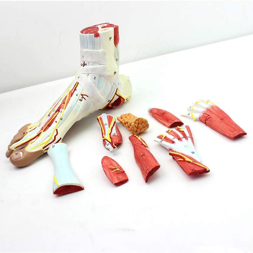 Buy Large Foot Anatomical Model,On Foot Anatomy Model Anatomical
