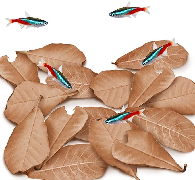 JOR Catappa Indian Almond Leaves for Ammonia Control, Aquarium Water Stabilizer and Treatment, Ideal...