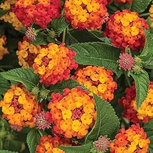 Metechondra 100 Stück Lantana Blumen Samen Mix