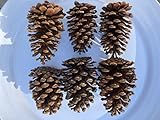 (6) 4'-5' Medium Natural Alabama Pine Cones for Year Around Crafts, Decorative, Bowl Filler,...