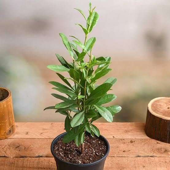 Live Allspice Plant (Pimenta dioica), 30-45 cm, Tropical Aromatic Herb with Glossy Leaves, Indoor/Outdoor Growing