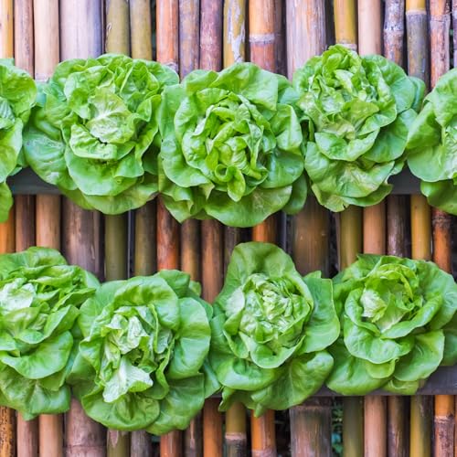 Seed Needs Lettuce Seeds for Planting - Non-GMO Heirloom & Untreated - Grow a Home Grown Outdoor Garden or an Indoor Hydroponics Garden - Homestead Sampler Kit (14 Packs)