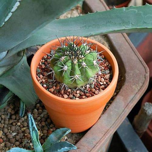 32Pcs Small Ceramic Pots - 2.16 Inches Small Clay Pots Cactus Pots Juicy Pots - Very Suitable For Plants, Crafts, Ground Pot Planters #TOP4