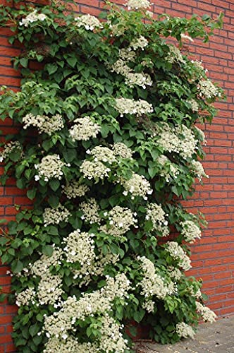 Graines de fleurs d'hortensia grimpant paquet de 100 graines