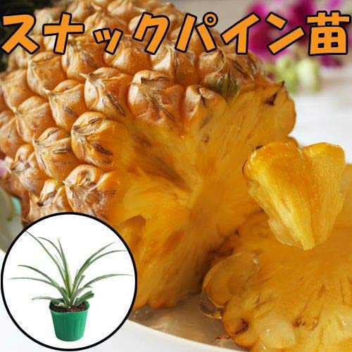 Amazon | パイナップル専用赤土10kgとボゴール(スナックパイン苗