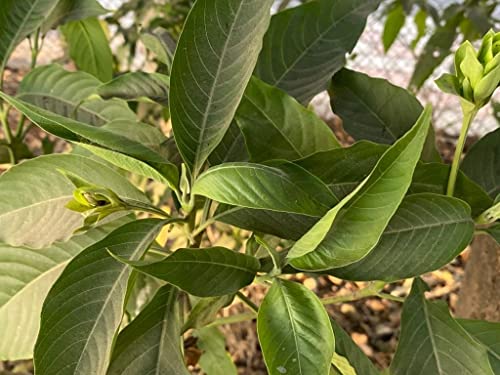 Adhatoda Vasika Leaf Powder Indian Pawatta (3.5Oz) #TOP3