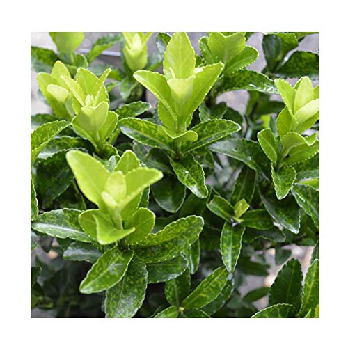 Euonymus 'Green Spire' 15cm Pot Size