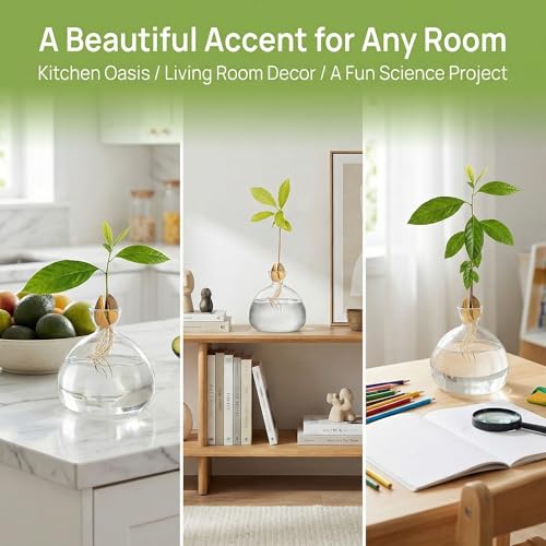 Image of Hiceeden Avocado Seed Starter Vase Planter, Clear Avocado Tree Growing Kit Pot, Medium Avocado Vase Grow Glass Plant Pot Gift for Indoor Outdoor