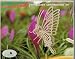 3-D Wooden Puzzle - Small Butterfly -Affordable Gift for your Little One! Item #DCHI-WPZ-E022