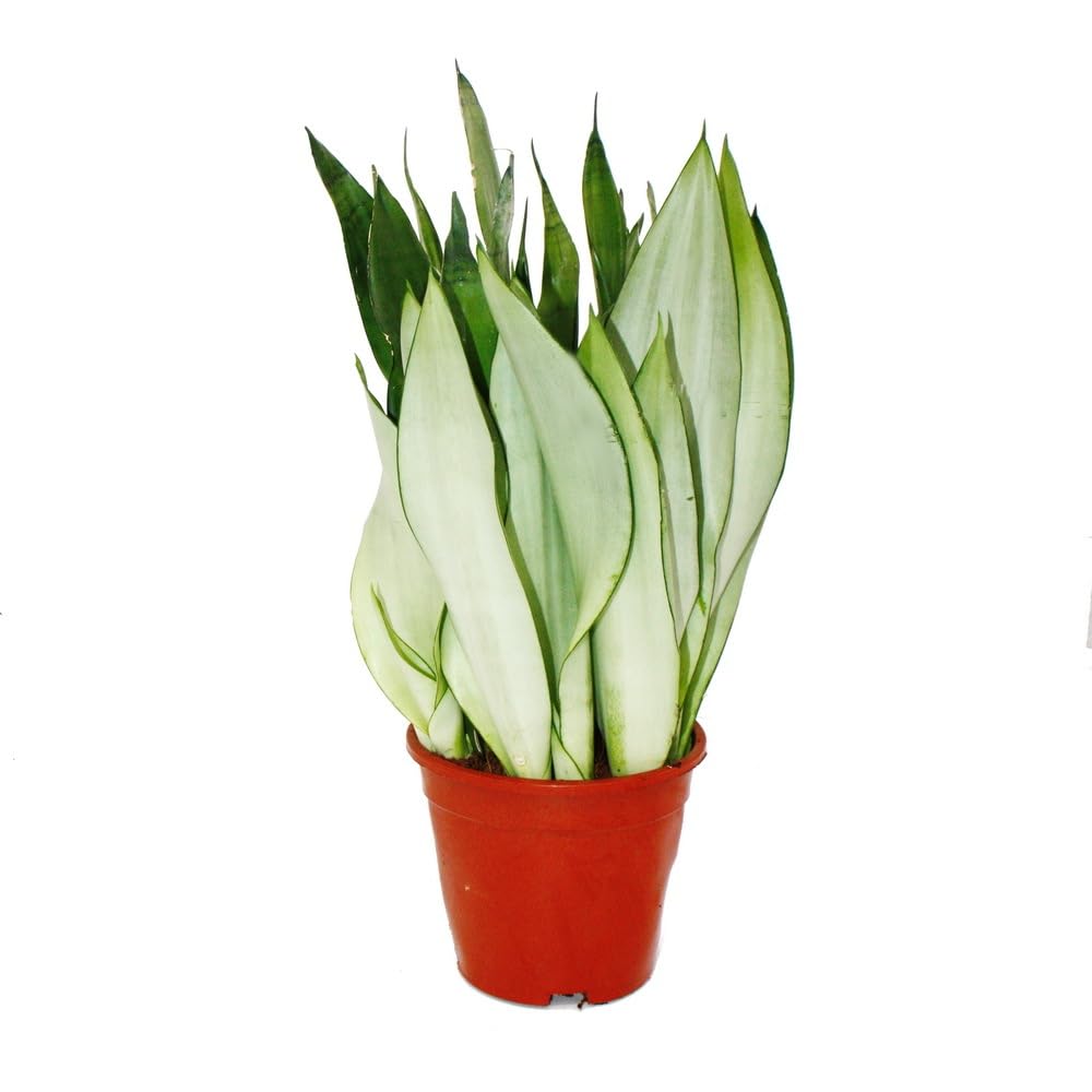 Exotenherz Sansevieria Moonshine (Canapa Argentata) – Pianta Grassa Vaso 12cm, Altezza 30-35cm