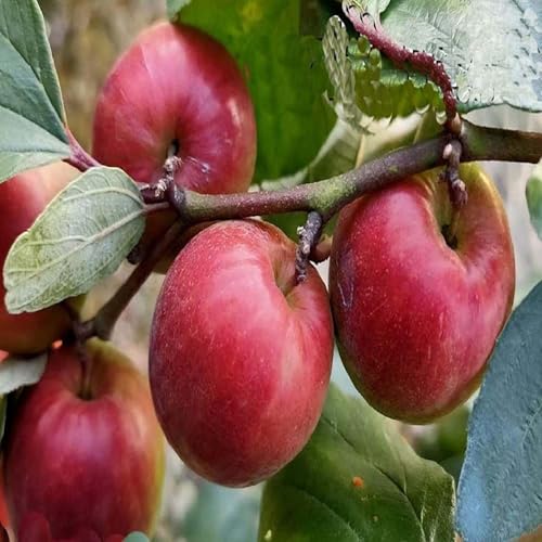 Image of All-Time 12 Months Hybrid GRAFTED Live Fruit Plant Original & Authentic Organic Tree for Outdoor Fast-Growing Fruit Plant Home Gardens Pack Of-1 (Kashmiri Red Apple Ber Plant, Medium)