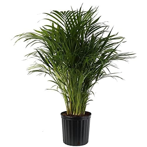 Image of Areca Palm Indoor Live Plant with Pot | Big Leaf Fast Growing Air Purifying Palm Plant | Tropical Decorative Indoor Houseplant for Home Office Living Room Bedroom Balcony Decor | Pack of 1