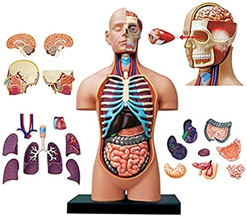 XCTLZG Anatomy Model Human Torso Model 38Cm HalfOpen Human Internal Organs Anatomy Model 54 Detachable Organs and Body Parts Anatomy Model for Study Display Teaching Medical Model for Medical onst