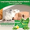 Mouse Rodent Repellent, 24 Pack Peppermint Oil for Mice Mouse Rats Squirrel Spider Pests Control Indoor & Outdoor Use, Natural Deterrent Replace Trap Poisoning Family & Pet Safe Green #2