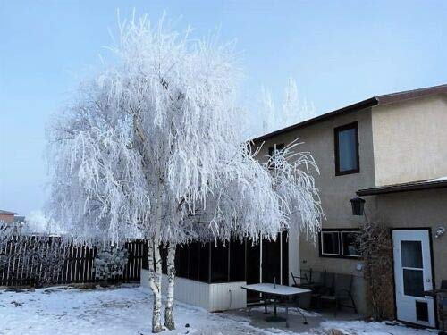 Silver Weeping Birch Tree White European Betula Pendula Alba Jocad (50 Seeds) #TOP4