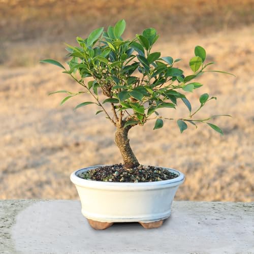 Ficus Bonsai Tree, 4-Year