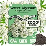 SVI 3000 Carpet of Snow Sweet Alyssum Seeds (Lobularia maritima) – White Sweet Alyssum Seed Packets Bulk – Ground Cover Seed Pack, Flower Seeds for Outside, Containers, Flower Beds