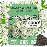 SVI 3000 Carpet of Snow Sweet Alyssum Seeds (Lobularia maritima) – White Sweet Alyssum Seed Packets Bulk – Ground Cover Seed Pack, Flower Seeds for Outside, Containers, Flower Beds