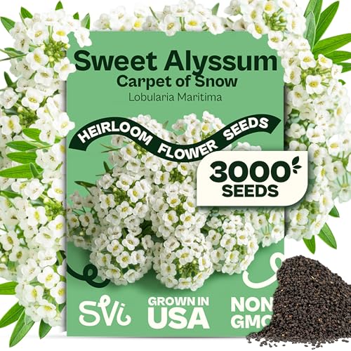SVI 3000 Carpet of Snow Sweet Alyssum Seeds (Lobularia maritima) White Sweet Alyssum Seed Packets Bulk Ground Cover Seed Pack Flower Seeds for Outside Containers Flower Beds