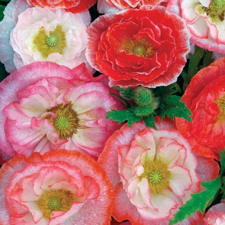 Shirley Poppy Seeds - Mixed Double - Packet - Red/Pink/White Flower Seeds, Open Pollinated Attracts Bees, Attracts Butterflies, Attracts Pollinators, Easy to Grow & Maintain, Container Garden