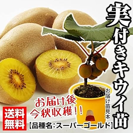出産祝いなども豊富 アップルキゥイフルーツ Apple Fruits 雌雄苗木 Kiwi 植木 庭木 Hlt No
