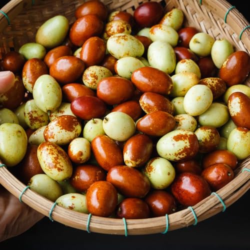 Jujube Tree Seeds, Woodland Garden Edges, Dappled Sunlight Spots, Native Plant Bed additions 10pcs