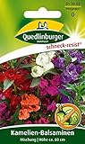 impatiens pflege Anzuchtanleitung auf der Packung
