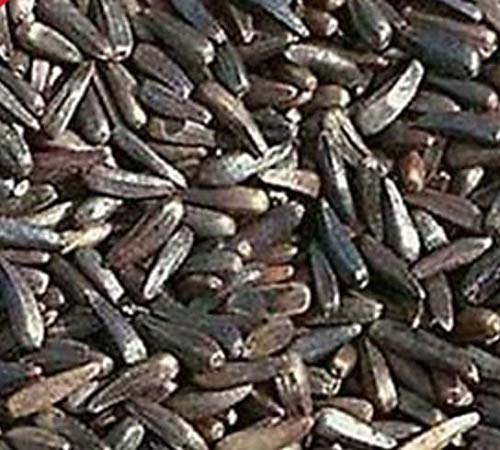 SBNYGER NIGER NYJER SEED FOR FINCHES 26 MULTIPLE LISTING (2 KILOS BAG)