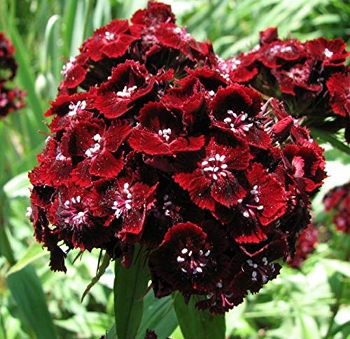 Ekaaksh - Dianthus Black Prince Flower Seeds (Pack of 30+ seeds) (B08W3LP5T3) Amazon Price History, Amazon Price Tracker