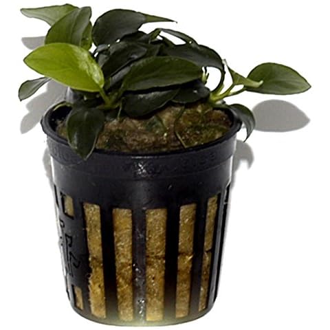 Tropica Anubias Petite - Planta de acuario viva cultivada en la UE Cover