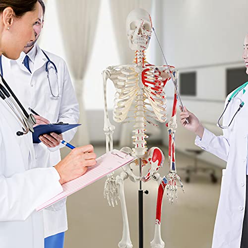 Image of breesky 70.8 Inches Human Skeleton Model for Anatomy - Life Size Medical Human Skeleton Model with Numbered & Painted Muscle Origin and Insertion Points Rolling Stand