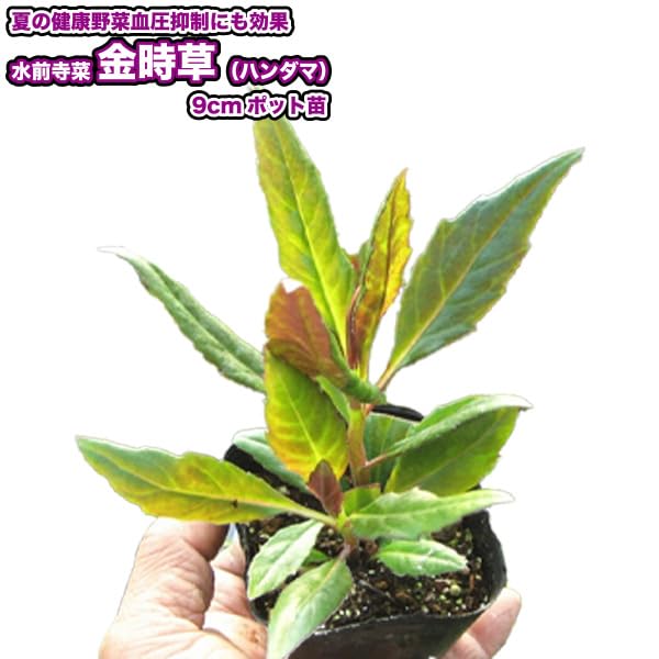 Amazon.co.jp: 金時草 （ハンダマ） 9cmポット苗 水前寺菜 : DIY