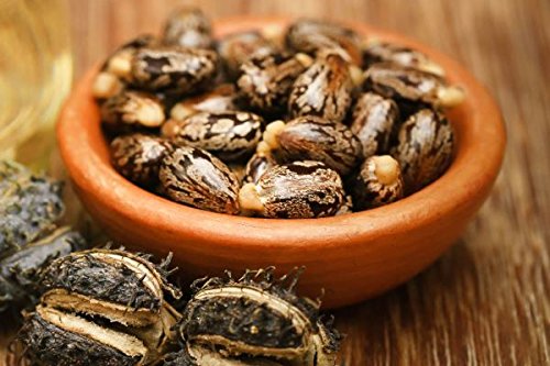 GREEN WORLD CASTOR OR RINCINUS COMMUNIS SEEDS (20 SEEDS) (B07PH9NDHJ) Amazon Price History, Amazon Price Tracker