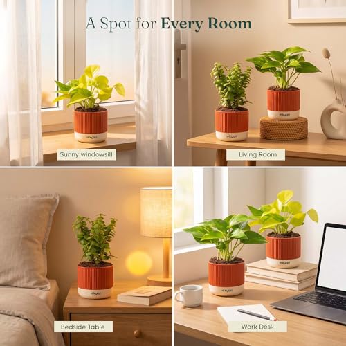 Image of Kyari Good Luck Combo of 3 Indoor Plants - Golden Money, Green Money & Jade with Red Self Watering Pot 4 Inch - Live Vastu Friendly Plants for Home Decor & Living Room - Good Luck Plant Set