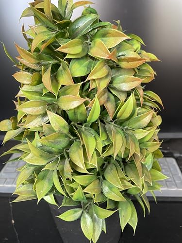 Image of Artificial Realistic Brown Leaves Bonsai Potted Plant for Home Office Kitchen Living Room Hotel Restorent Table Corner Center Piece | Natural Look | Show Piece | 36 cm